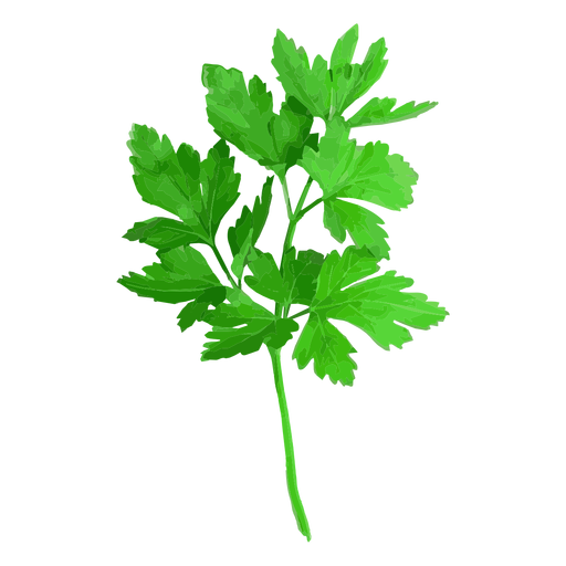 Cilantro coriander herb illustration