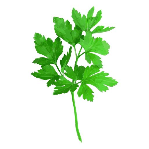 Ilustración de hierba de cilantro cilantro Descargar PNG/SVG transparente
