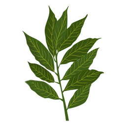 Ilustração de erva canela Desenho PNG Transparent PNG