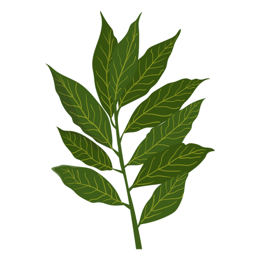 Cinnamon herb illustration PNG Design