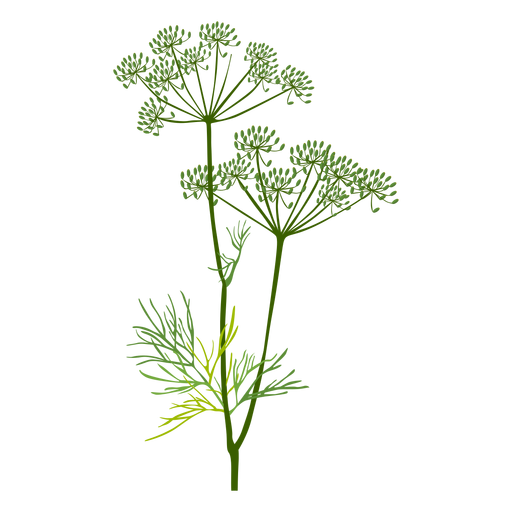 Dill herb illustration