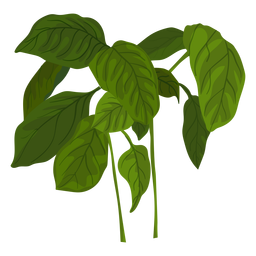 Ilustração de erva verde manjericão Desenho PNG