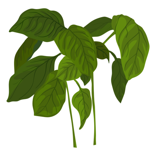 Ilustración de hierba de albahaca verde Diseño PNG