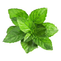 Ilustración de hierba de menta Diseño PNG