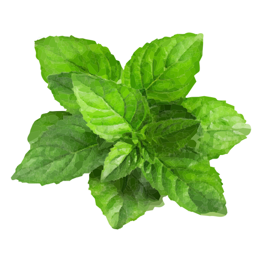 Mint herb illustration