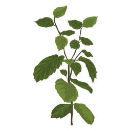 Mint mentha herb illustration PNG Design