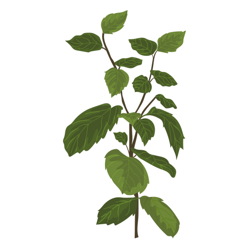 Mint mentha herb illustration