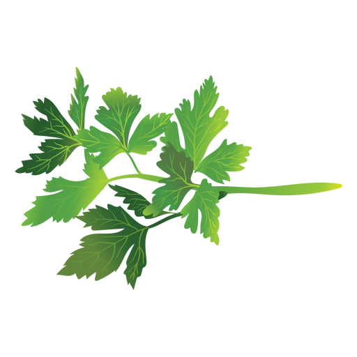Parsley herb illustration