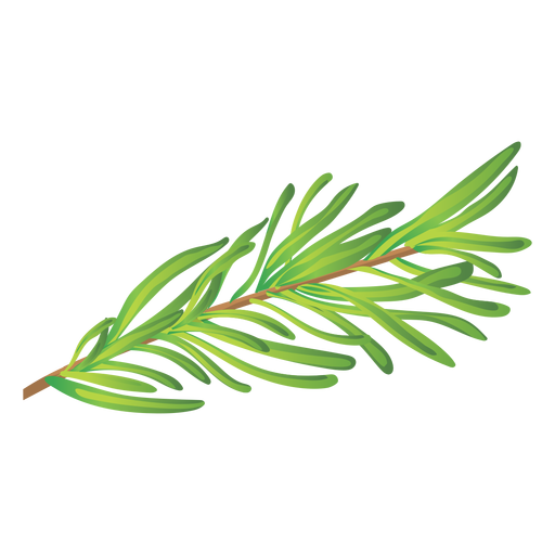 Rosemary herb illustration