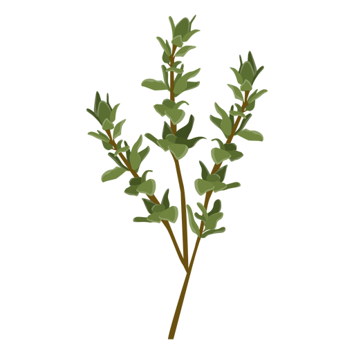 Thyme herb illustration