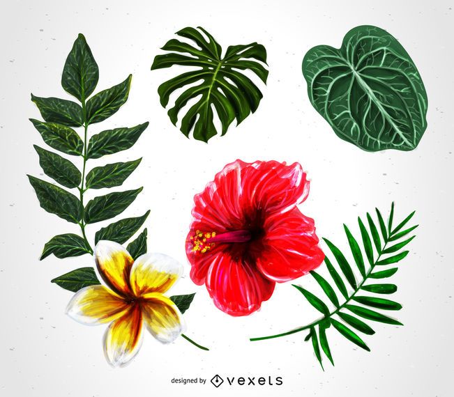 Conjunto De Ilustración De Plantas Tropicales Descargar Vector