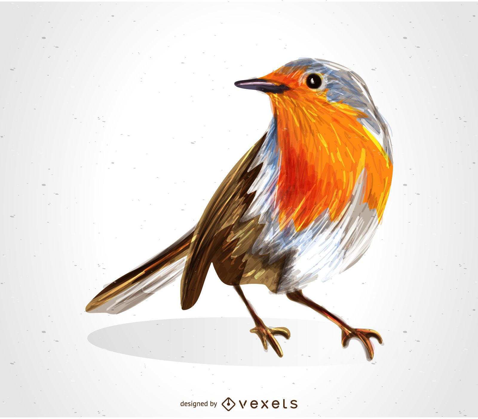 Redbreast robin bird drawing