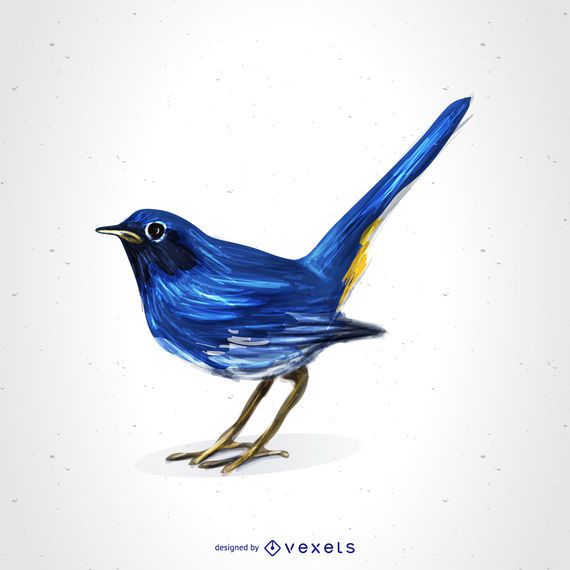 White-bellied redstart drawing White-bellied redstart drawing