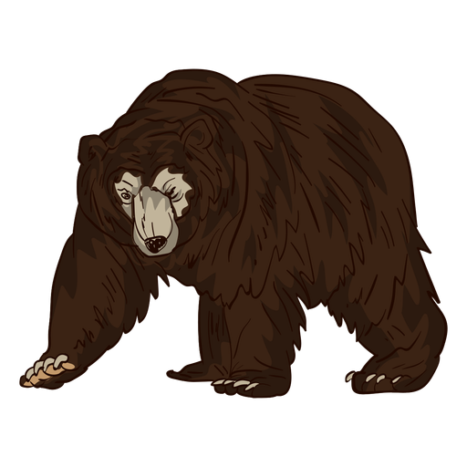 Elder brown bear cartoon PNG Design