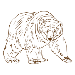 Elder Braunbär Schlaganfall Cartoon PNG-Design
