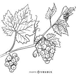 Ilustración de dibujado a mano de vid de uva