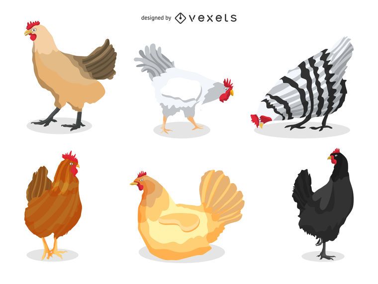 Conjunto de ilustración de pollo Conjunto de ilustración de pollo