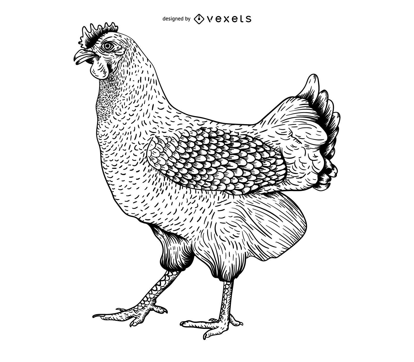Ilustración de grabado de pollo