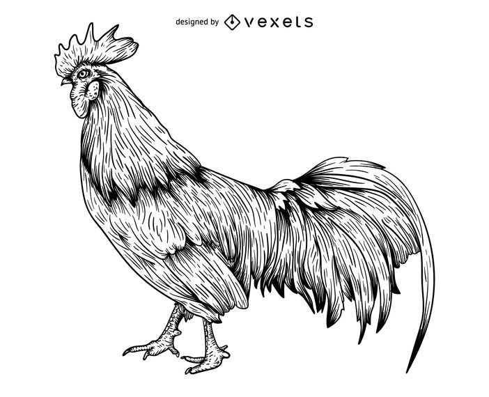 Rooster engraving illustration Rooster engraving illustration