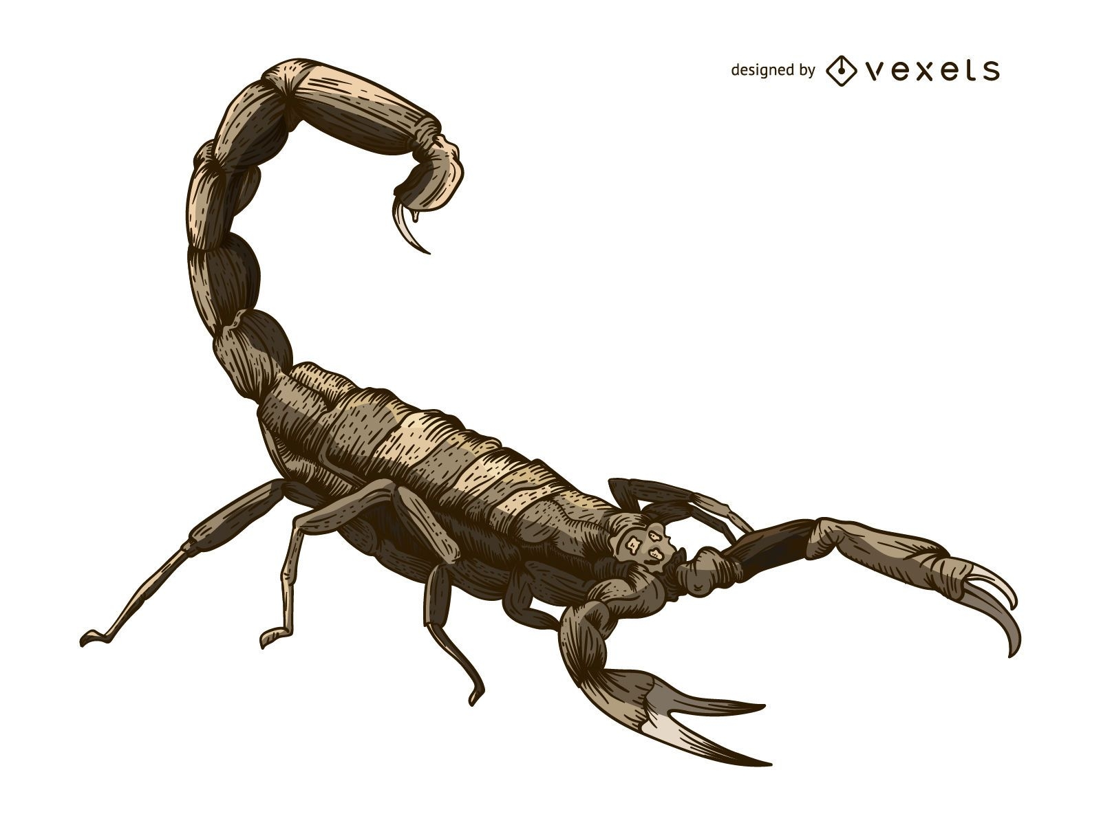 Scorpion illustration tattoo style