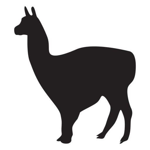Isolated llama animal