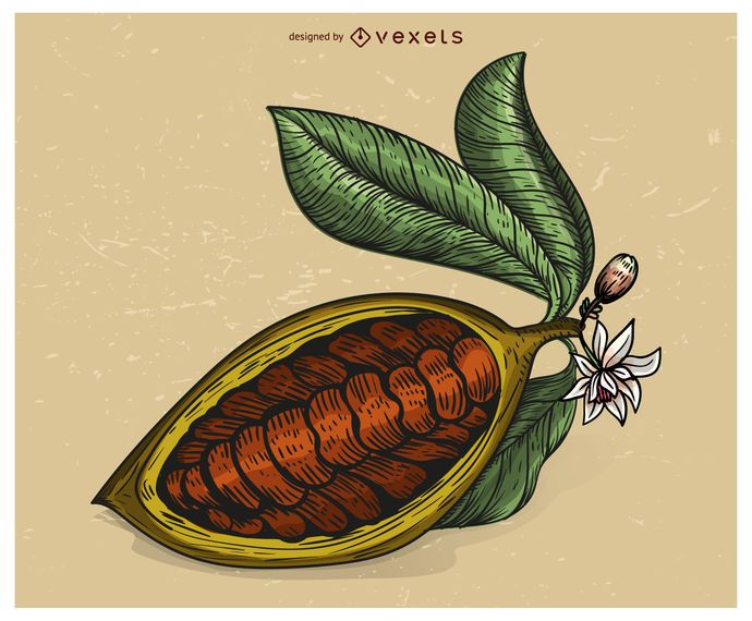 Ilustracion De Frutas De Cacao Ilustracion De Frutas De Cacao