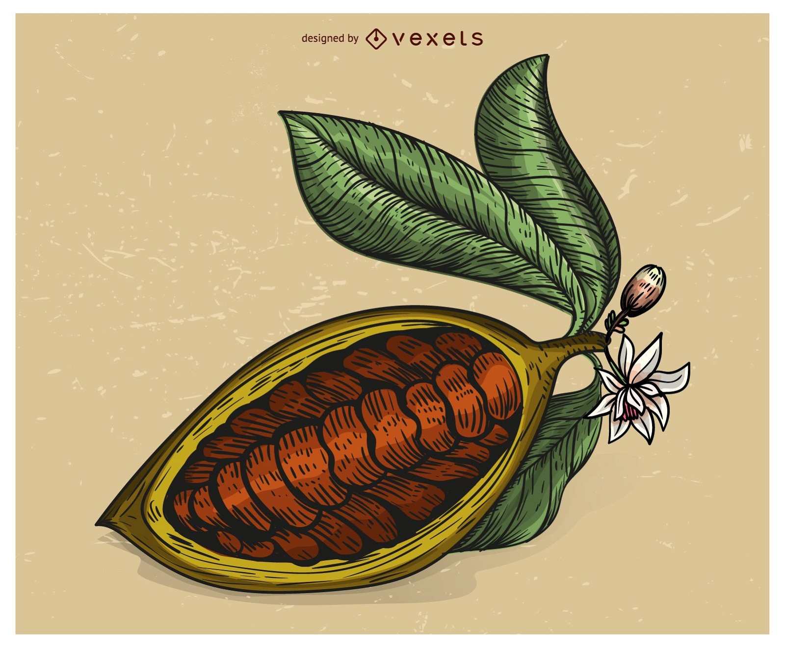 Cacao fruit illlustration