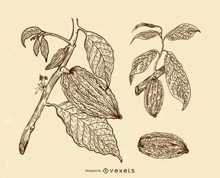Cacao fruits illustration set Cacao fruits illustration set