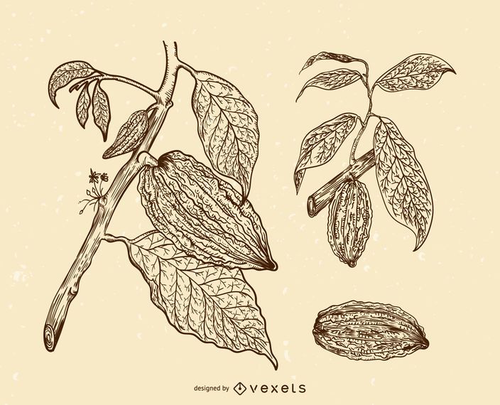 Cacao fruits illustration set Cacao fruits illustration set