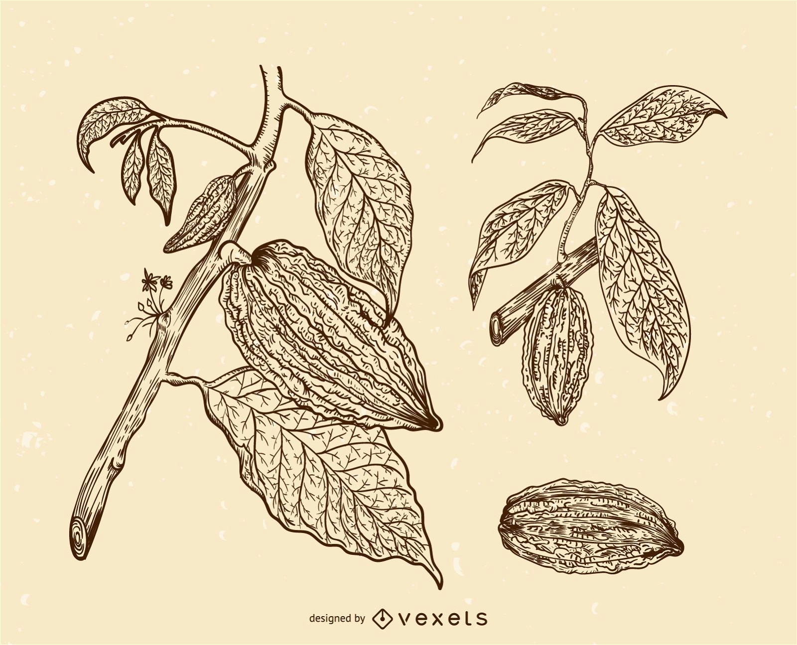 Conjunto de ilustración de frutas de cacao
