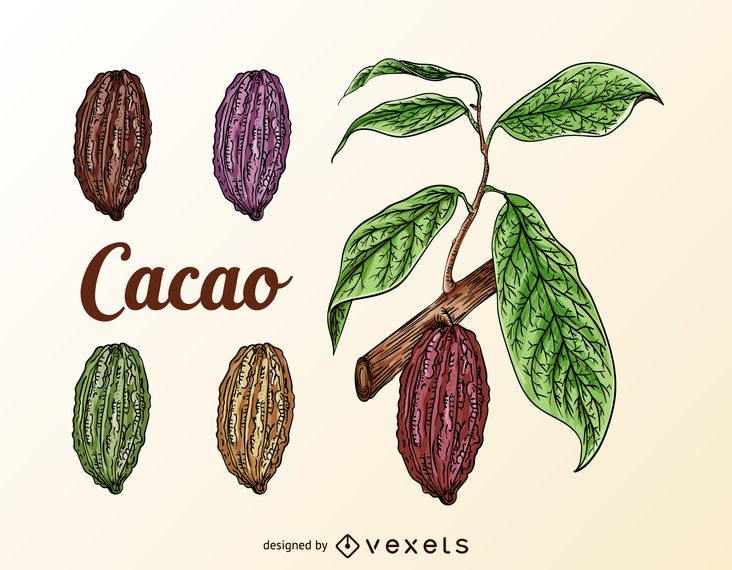 Conjunto de frutas de cacao. Conjunto de frutas de cacao.