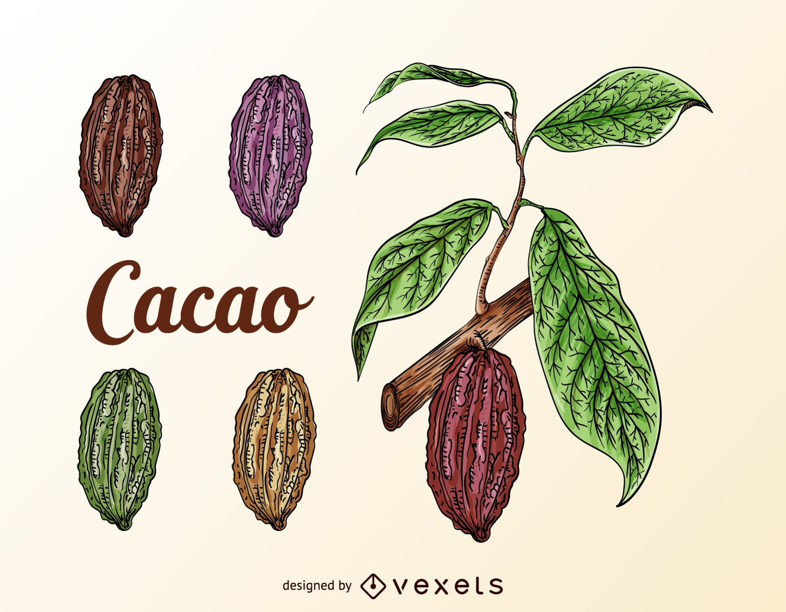 Conjunto de frutos de cacao