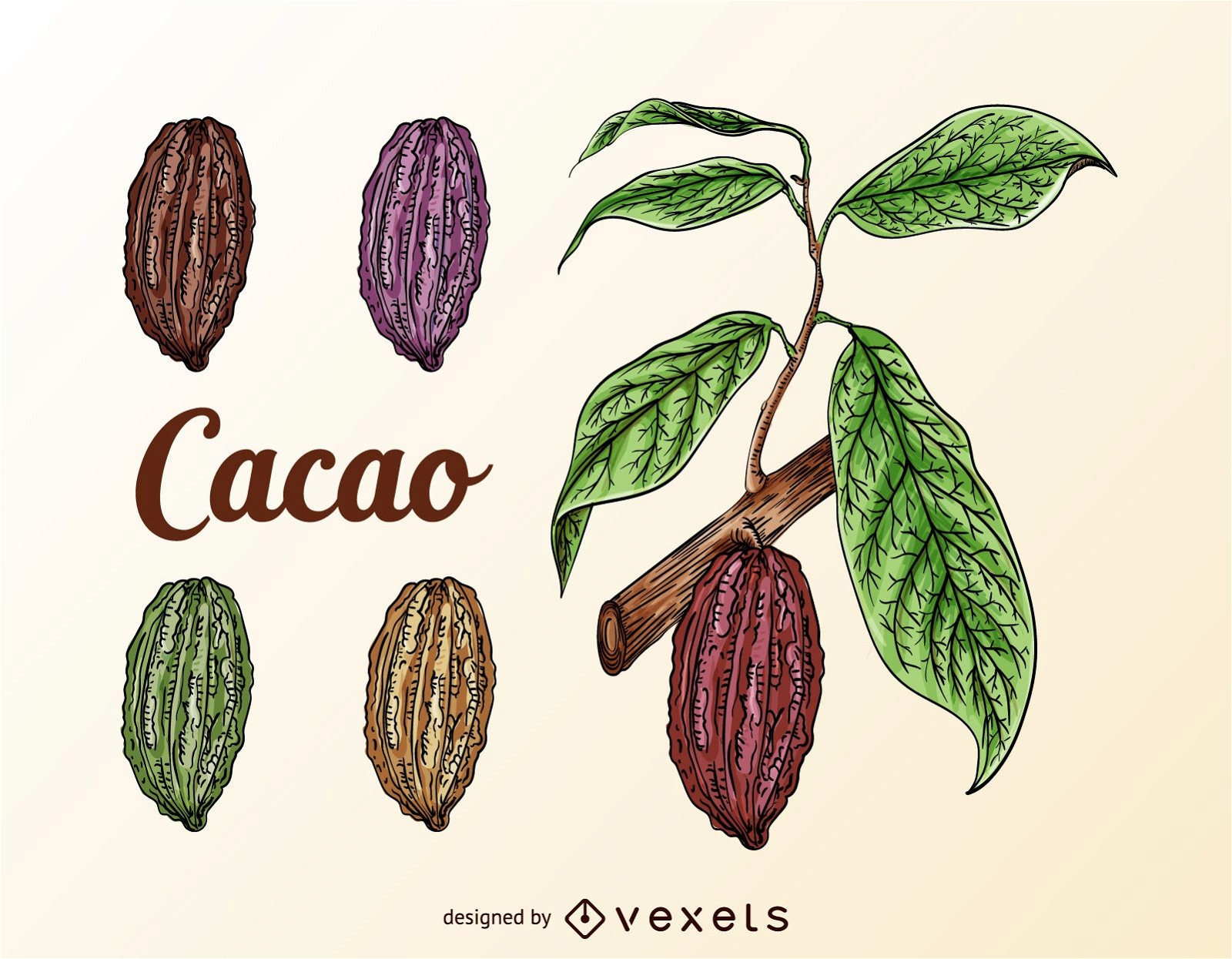 Kakaofrüchte eingestellt