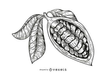 Open chocolate fruit illustration Open chocolate fruit illustration