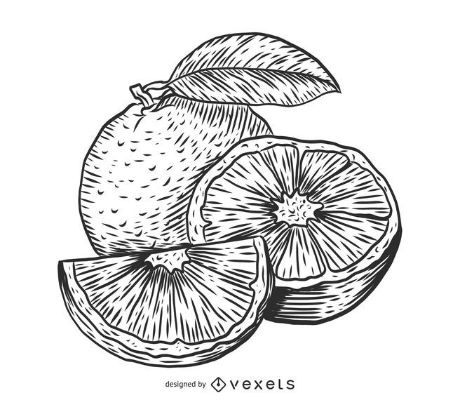 Desenho de esboço laranja Desenho de esboço laranja