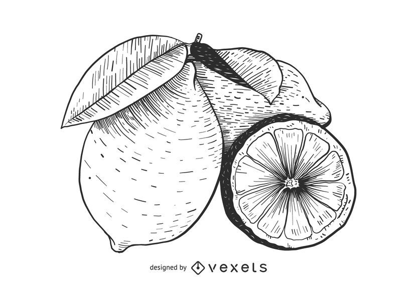 Lemon fruit sketch Lemon fruit sketch