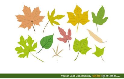 Vector Leaf Collection Vector Leaf Collection
