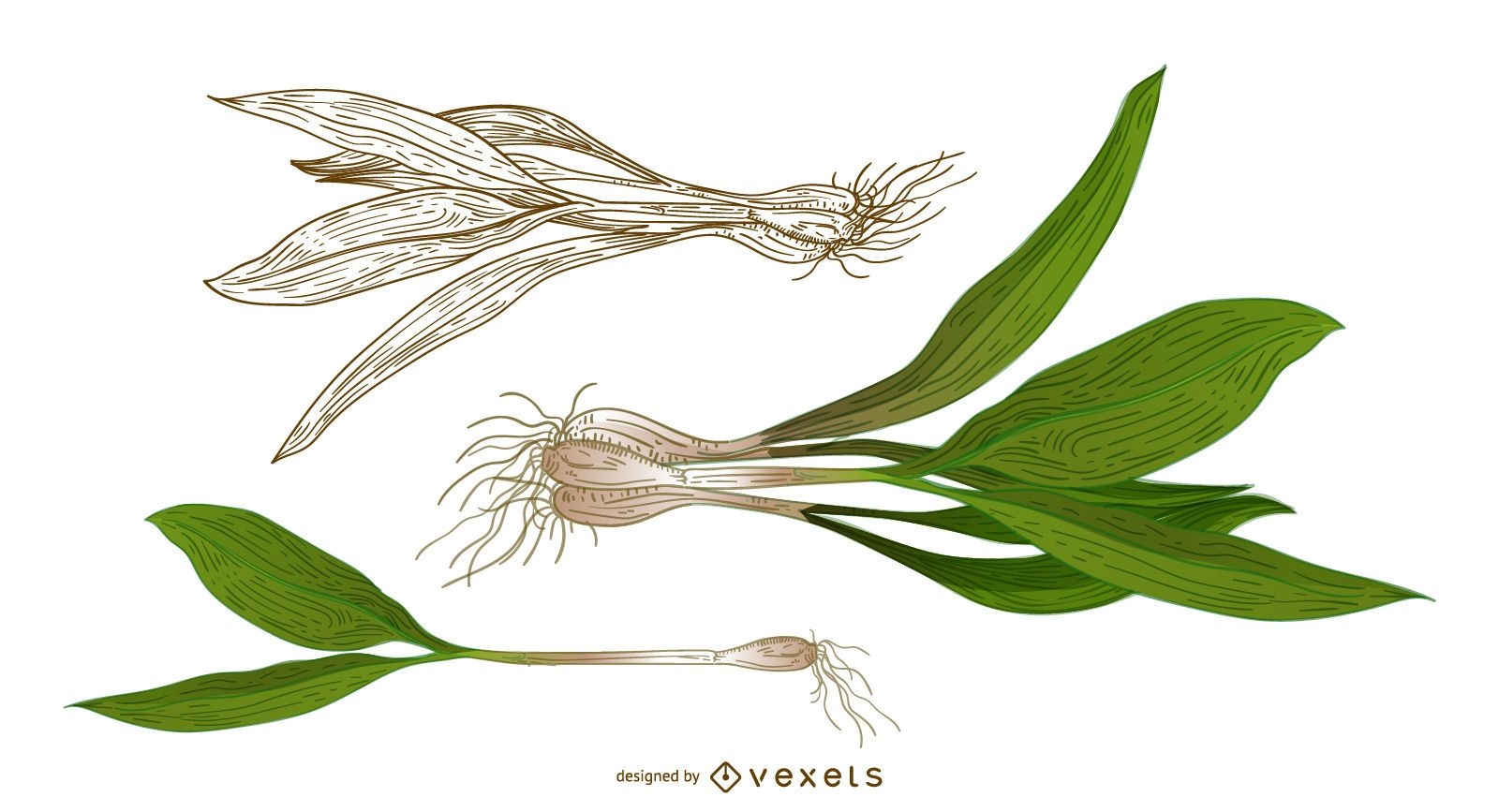Ramps Botanical Illustrations
