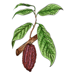 Ilustração de ramo de cacau Desenho PNG