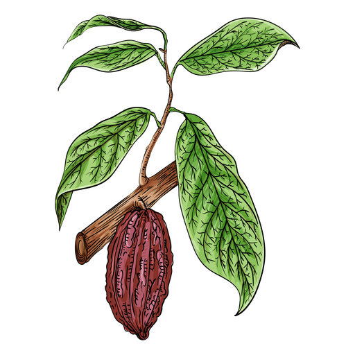 Cacao fruit branch illustration
