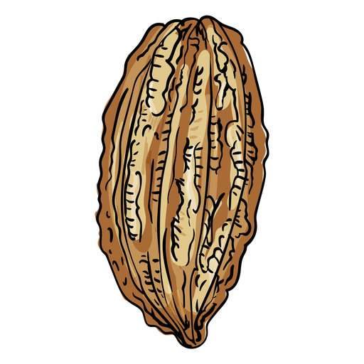Cacao tree fruit illustration