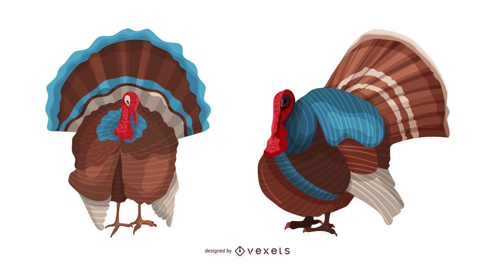Turkey bird illustration