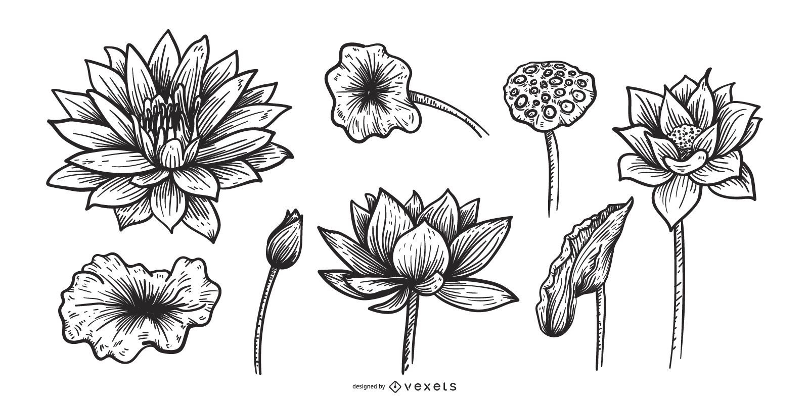 Conjunto de flores de lótus desenhado à mão