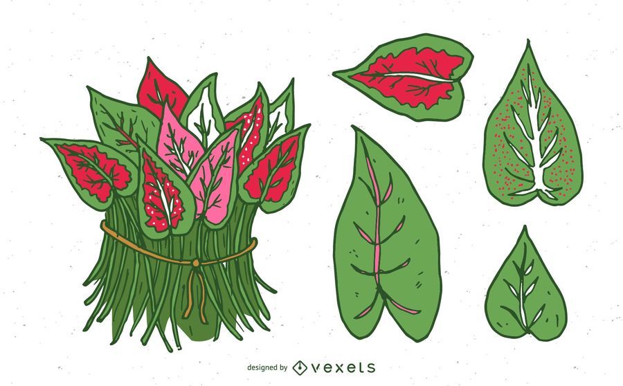 Caladium Leaves Set Caladium Leaves Set