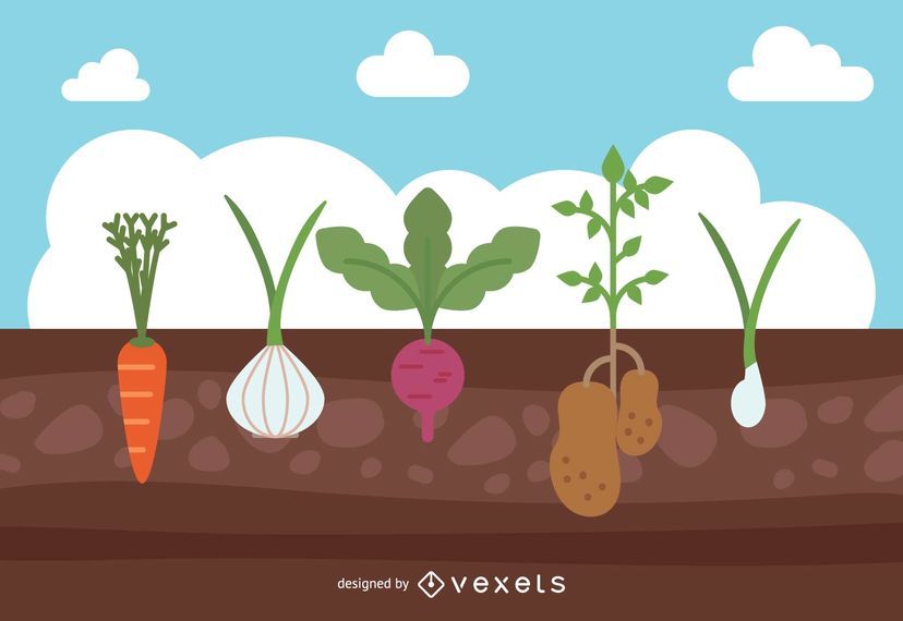 Garden Crops Design Garden Crops Design