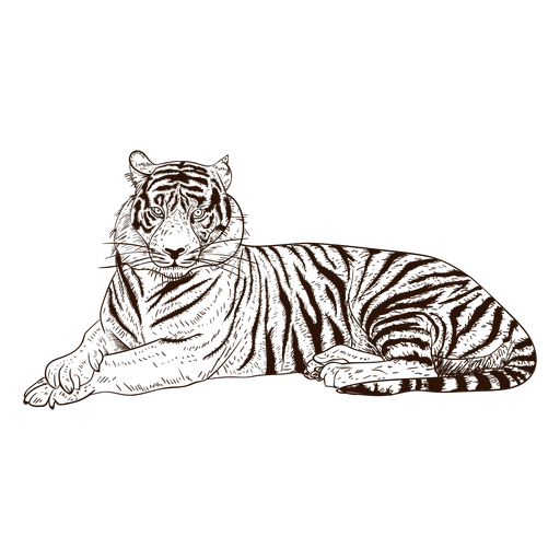 Dibujado a mano ilustración de tigre relajante Diseño PNG