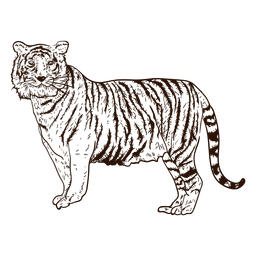 Hand gezeichnete Illustration des Dschungeltigers PNG-Design