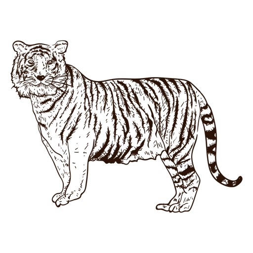 Ilustraci?n de dibujado a mano de tigre de la selva Diseño PNG