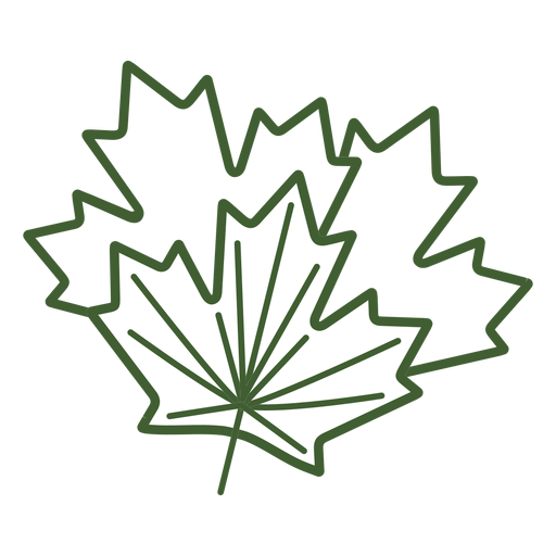 Maple tree leaf icon