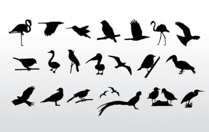 Colección de aves